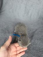 Mooie zeldzame cinnamon kittens met stamboom brits korthaar, Meerdere dieren, Met stamboom