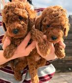 Toy Poedel, Dieren en Toebehoren, Poedel, 8 tot 15 weken, Meerdere dieren, Eén hond