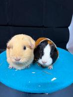 Lief zeugen koppel, Dieren en Toebehoren, Cavia, Meerdere dieren, Tam, Oktober