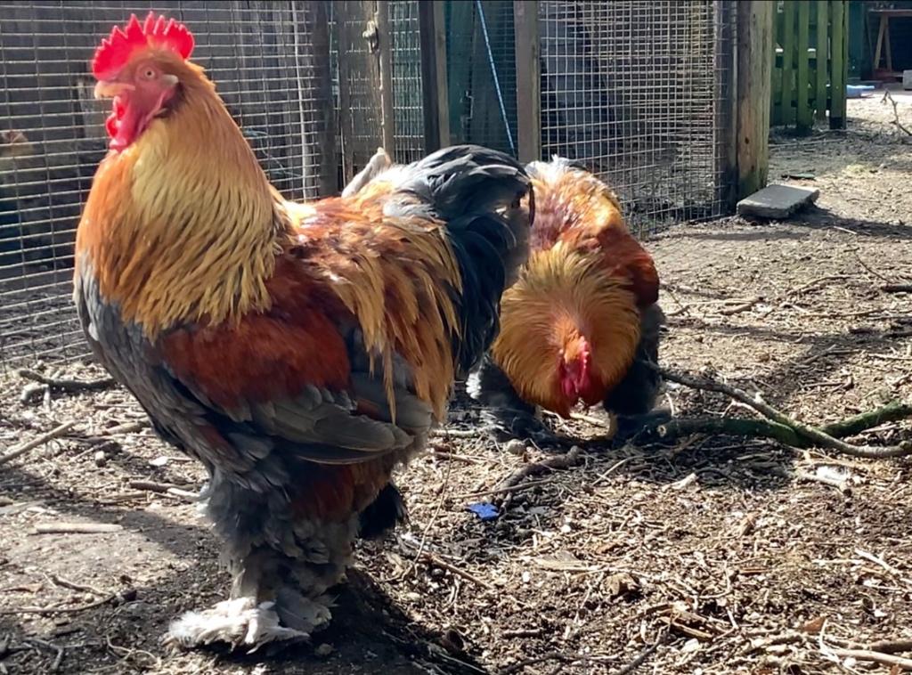 Broedeieren Cochin groothoen blauwgoudpatrijs, Dieren en Toebehoren, Geslacht onbekend, Kip