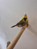 Tropische vogels | Veel keuze | Passend advies, Dieren en Toebehoren, Vogels | Overige Vogels, Meerdere dieren, Wildzangvogel