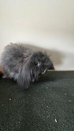 Konijntje Teddy Widder, Dieren en Toebehoren, Konijnen, Mannelijk, Dwerg