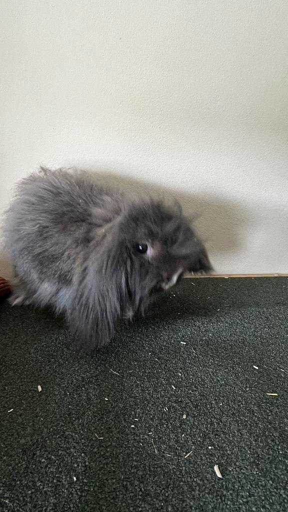 Konijntje Teddy Widder, Dieren en Toebehoren, Konijnen, Dwerg, Mannelijk