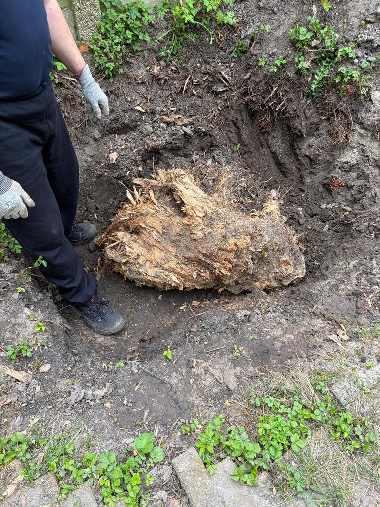 Boomstronk gratis, Tuin en Terras, Haardhout, Minder dan 3 m³, Ophalen