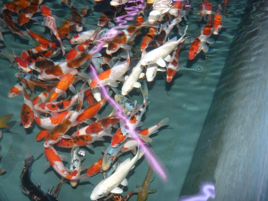 HQ Import koi 12 / 15 cm bij Koidream in Valburg, Dieren en Toebehoren, Vissen | Vijvervissen, Karper of Koi