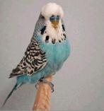 Engelse parkiet man, Dieren en Toebehoren, Mannelijk, Parkiet, Geringd