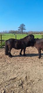 nsps shetlanders merries, Merrie, Met stamboom, 0 tot 2 jaar, A pony (tot 1.17m)