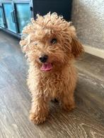 poedel teefje. Toy!, Poedel, Parvo, 15 weken tot 1 jaar, Teef