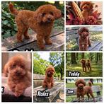 toy poedel/toypoedel/dwerg poedel/dwergpoedel dekreutjes, Dieren en Toebehoren, Fokker | Hobbymatig, Reu, 1 tot 2 jaar, Buitenland