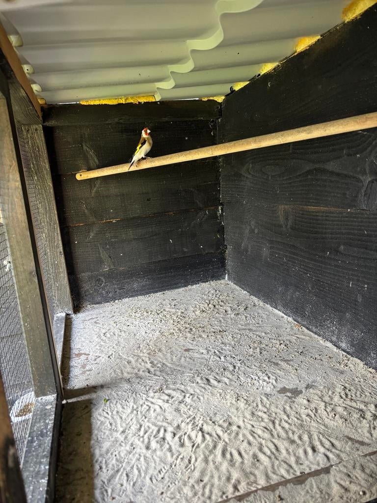 Mooie putter van 2025, Mannelijk, Bastaard