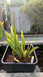 Sarracenia div., Ophalen, Zo goed als nieuw