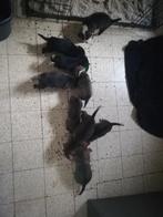 Heel mooie in huis geboren pups van whipped x boerenfox, Dieren en Toebehoren, Honden | Niet-rashonden, 8 tot 15 weken, Meerdere