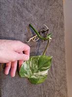 Monstera Albo Variegata Stek met wortels, Huis en Inrichting, Kamerplanten, Overige soorten, In pot, Minder dan 100 cm, Groene kamerplant
