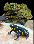 Ik ben zoek Melanophryniscus, Theloderma, Dieren en Toebehoren, Reptielen en Amfibieën, 0 tot 2 jaar