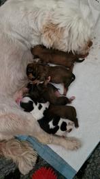 Boomer pups, CDV (hondenziekte), Overige rassen, 8 tot 15 weken, Meerdere