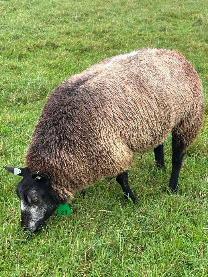 .Koppel stamboek blauwe texelaar schapen, Dieren en Toebehoren, Schapen, Geiten en Varkens, Schaap, Vrouwelijk