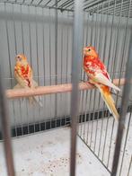 Roodruggen, Dieren en Toebehoren, Vogels | Parkieten en Papegaaien, Meerdere dieren, Parkiet