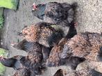 Brahma broedeieren goud zwart gezoomd, Dieren en Toebehoren, Pluimvee, Meerdere dieren, Kip