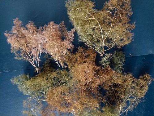 Zeeschuim om bomen voor modelbouw te maken doos 25 liter, Hobby en Vrije tijd, Modelbouw | Figuren en Diorama's, Nieuw, 1:50 of kleiner