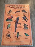 De Maharajah Jungle Trek  Disney's Animal Kingdom birds, Ophalen of Verzenden, Zo goed als nieuw, Vogel, Overige typen