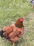 Te koop Wyandotte krielkippen, Dieren en Toebehoren, Pluimvee, Vrouwelijk, Kip