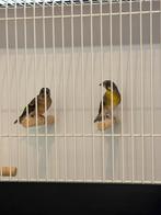 Citroenborst edelzanger., Dieren en Toebehoren, Vogels | Overige Vogels, Meerdere dieren