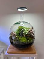 Uniek mini-jungle terrarium met LED lamp, Ophalen, Overige soorten, Halfschaduw, In pot