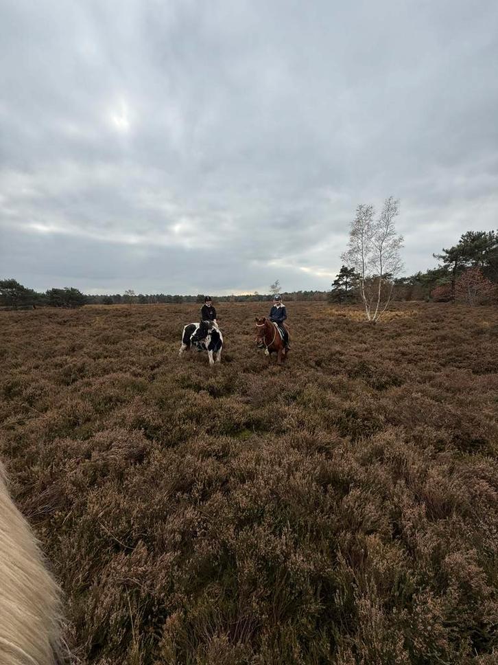 Bosritjes 0626853712, Diensten en Vakmensen, Dieren | Paarden | Verzorging, Oppas en Les