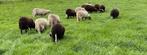 15 rammen ( dek )schoonebeeker en kruislingen, Dieren en Toebehoren, Mannelijk, Schaap, 0 tot 2 jaar