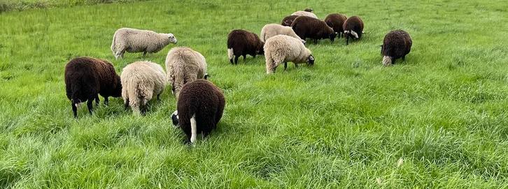 15 rammen ( dek )schoonebeeker en kruislingen, Dieren en Toebehoren, Schapen, Geiten en Varkens, Schaap, Mannelijk, 0 tot 2 jaar