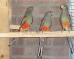 Veelkleuren parkieten, Dieren en Toebehoren, Vogels | Parkieten en Papegaaien, Meerdere dieren, Parkiet