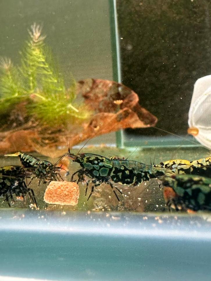 Metallic blue boa 100% orginal vin line garnalen!, Dieren en Toebehoren, Vissen | Aquariumvissen, Zoetwatervis, Kreeft, Krab of Garnaal