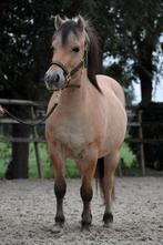 **KNAPPE & LIEVE 3.5 JARIGE FJORDEN RUIN**, Gechipt, Ruin, 3 tot 6 jaar, Onbeleerd
