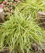 SIERGRAS CAREX 'Evergold' ( NU PLanttijd ) 3 voor 5,00, Ophalen of Verzenden, Vaste plant, Siergrassen, Halfschaduw