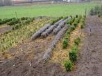 tuinplanten, Zomer, Vaste plant, Bodembedekkers, Ophalen