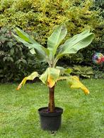Bananenplant musa dwarf Cavendish h 120 cm incl pot, Groene kamerplant, Ophalen, Overige soorten, 100 tot 150 cm