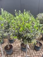 Olijfbomen Vijgenbomen Olleanders Sundaville Agave Yucca, Tuin en Terras, Planten | Bomen, 100 tot 250 cm, Olijfboom, Zomer, Ophalen