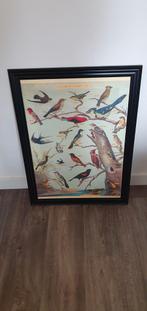 Oldschool poster met vogels. 50x70 cm, Antiek en Kunst, Kunst | Schilderijen | Abstract, Ophalen