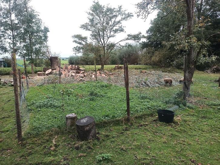 wilgen snippers, takken en hout, Tuin en Terras, Haardhout, Minder dan 3 m³, Ophalen of Verzenden