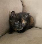 Tortie schildpad getekende kitten, Dieren en Toebehoren, Katten en Kittens | Overige Katten, Geslacht onbekend, 0 tot 2 jaar