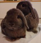 2 tamme konijnen (dwerg hangoor) zoeken een nieuw huisje!, Dieren en Toebehoren, Konijnen, Mannelijk, Dwerg, Hangoor