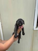 cane corso pups, Dieren en Toebehoren, België, Fokker | Hobbymatig, Rabiës (hondsdolheid), Overige rassen