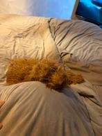 Pup, Poedel, Rabiës (hondsdolheid), 15 weken tot 1 jaar, Teef