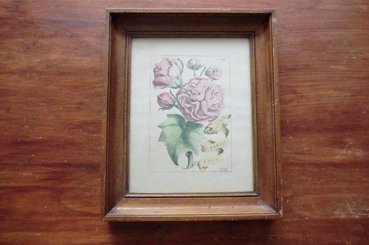 lijst met afbeeldingen van rozen: foliosa sinensis rosa, Huis en Inrichting, Woonaccessoires | Lijsten, Gebruikt, Minder dan 50 cm