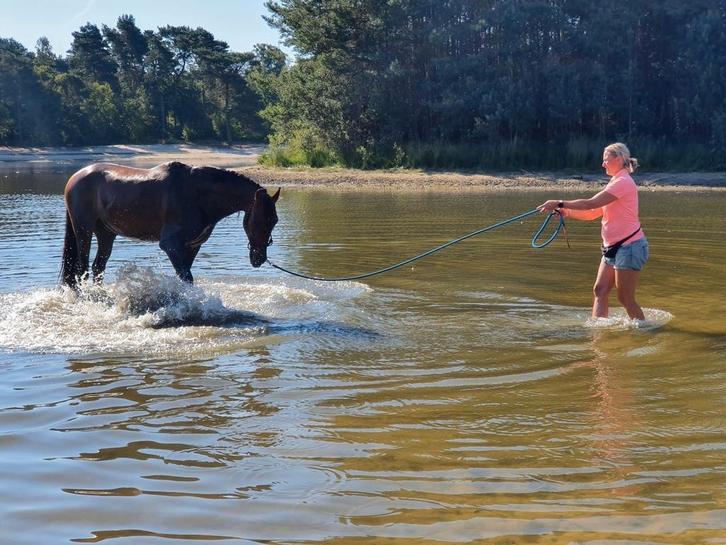 Instructie, paardentraining, ruitercoaching, grondwerk, Diensten en Vakmensen, Dieren | Paarden | Verzorging, Oppas en Les, Gedragstraining