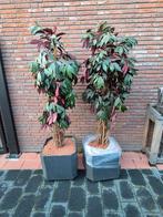 2x silk-ka kunstplant in bloembak op wieltjes - 180cm+, Ophalen, Bloeit niet, Overige soorten, Halfschaduw