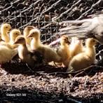 Muskeseende te koop, Dieren en Toebehoren, Meerdere dieren, Tropenvogel