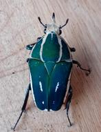 MTU L2/L3 larven, Dieren en Toebehoren