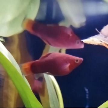 Xiphophorus variatus beschikbaar voor biedingen