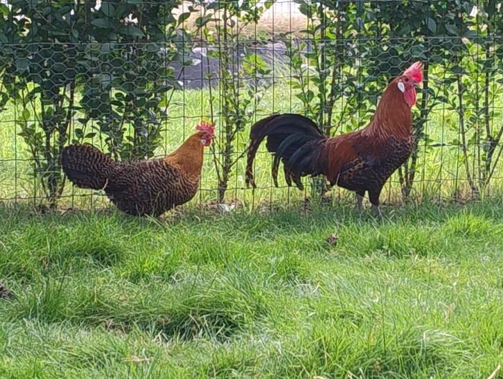 Trio Brakelkrielen goud, Dieren en Toebehoren, Pluimvee, Kip, Meerdere dieren